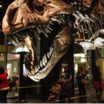Drumheller Full Day: Tyrrell Museum & Canyon Adventure - The Itinerary Breakdown