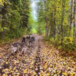 Dryland Dog Sled Tour - What’s the Experience Really Like?