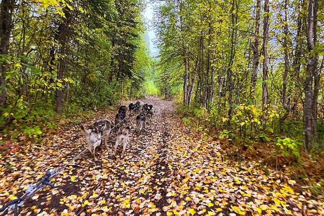 Dryland Dog Sled Tour - What’s the Experience Really Like?