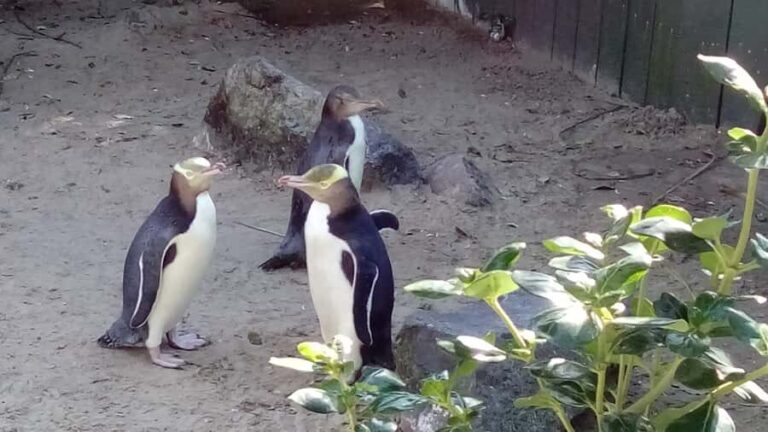 Dunedin: Otago Peninsula with Guided Penguin Reserve Tour - What You Need to Know