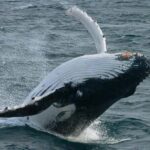 Dunsborough: Whale Watching Tour - Expert Guidance and Tour Quality
