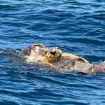 EARLY BIRD SPECIAL: Speed Boat & Dolphin Cruise in Ocean City, MD - The Details: Itinerary and Group Experience