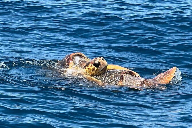 EARLY BIRD SPECIAL: Speed Boat & Dolphin Cruise in Ocean City, MD - The Details: Itinerary and Group Experience