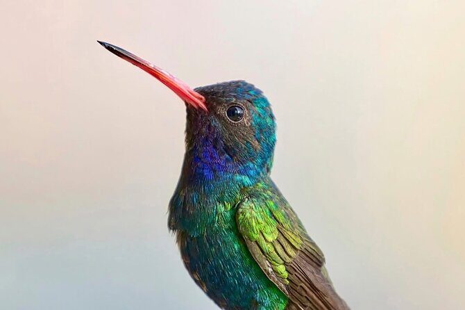 Early Birdwatching Eco City Tour Exper. + 2 Locations & Breakfast - The Value of the Tour