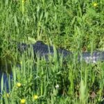 Eco Adventure Scenic Wildlife Boat Cruise - Who Should Consider This Tour?