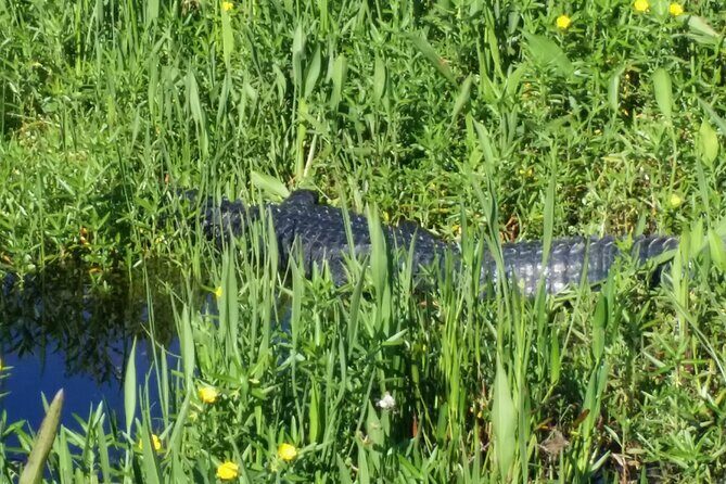 Eco Adventure Scenic Wildlife Boat Cruise - Who Should Consider This Tour?