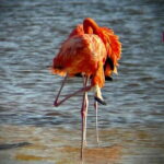 ECOSAFARI - Practical Details & What to Bring