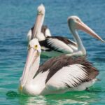 Eden: Sapphire Coast 4 Hour Shore Excursion - Whats Really Valuable About This Tour