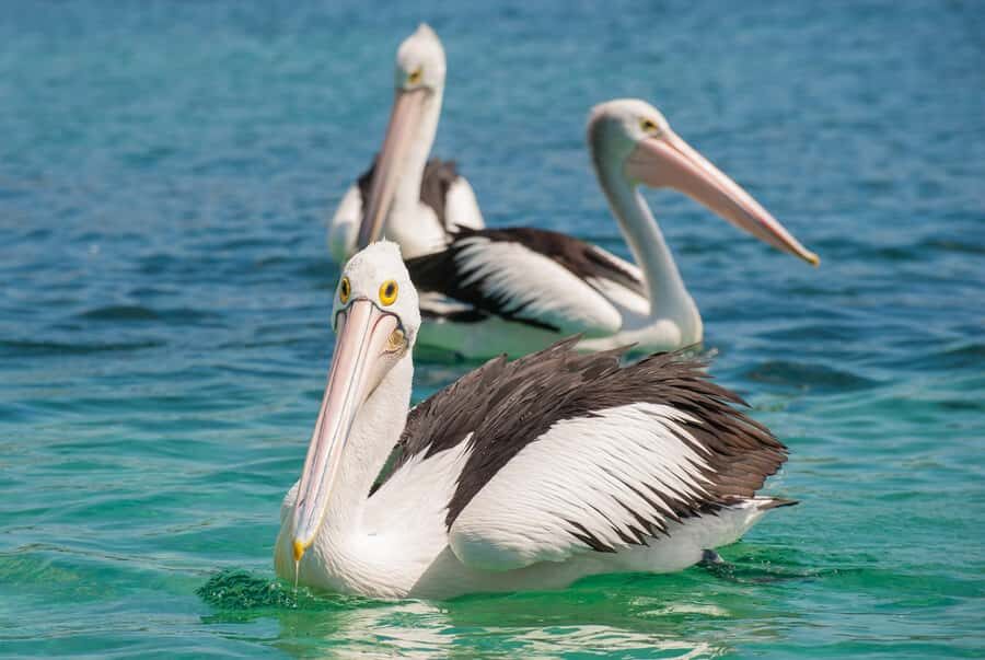 Eden: Sapphire Coast 4 Hour Shore Excursion - Whats Really Valuable About This Tour