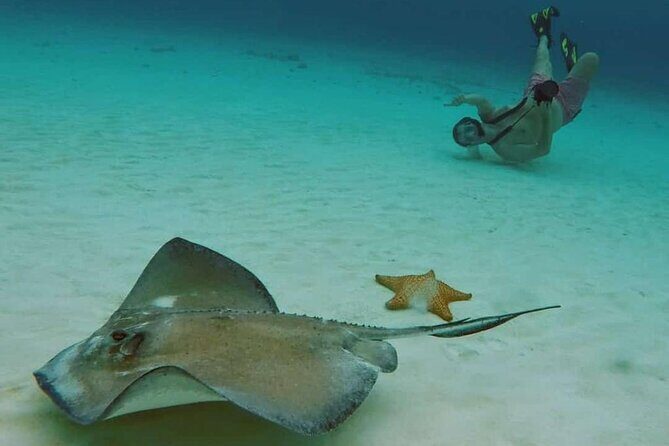 El Cielo Beach Snorkeling Adventure by Catamaran - Whats Not Quite Perfect