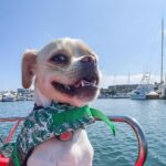 Electric boat Rentals in San Diego Bay. Family friendly boating - Exploring the Experience in Depth