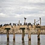 Elkhorn Slough Wildlife Tour - The Value of the Tour