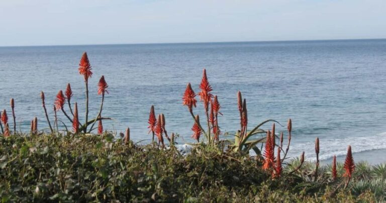 Encinitas: Downtown Walking Tour - Practical Details and Considerations