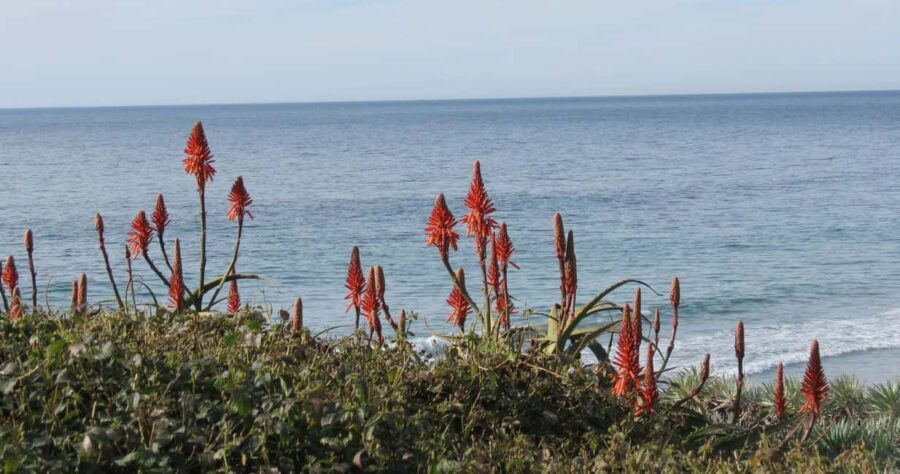 Encinitas: Downtown Walking Tour - Practical Details and Considerations