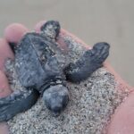 Enjoy Puerto Escondido with Beach and Nature from Oaxaca - What to Expect at Each Stop