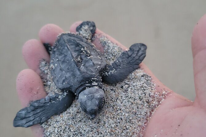 Enjoy Puerto Escondido with Beach and Nature from Oaxaca - What to Expect at Each Stop