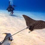 Enjoy two dives without previous experience with a boat trip - Final Thoughts: Is This Tour Right for You?