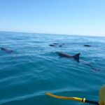 Epic Kayak With Dolphins & Wildlife - 4WD Beach Adventure Noosa - Who Is This Tour Best For?