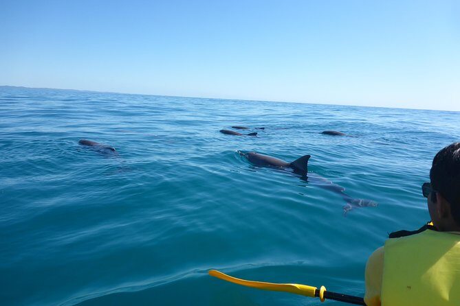 Epic Kayak With Dolphins & Wildlife - 4WD Beach Adventure Noosa - Who Is This Tour Best For?