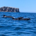 Espíritu Santo Adventure Private Tour - The Los Islotes Snorkeling Experience