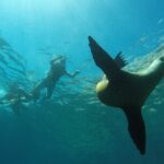 Espiritu Santo Island Private Tour: Sea Lions and paddle boarding - Value and Considerations