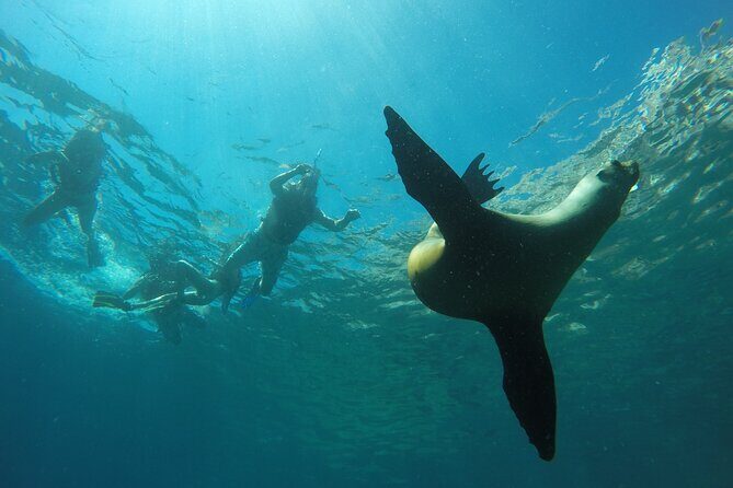 Espiritu Santo Island Private Tour: Sea Lions and paddle boarding - Value and Considerations