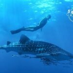 Espíritu Santo Island: snorkel SEA LIONS and Balandra Small Group - The Starting Point and Timing