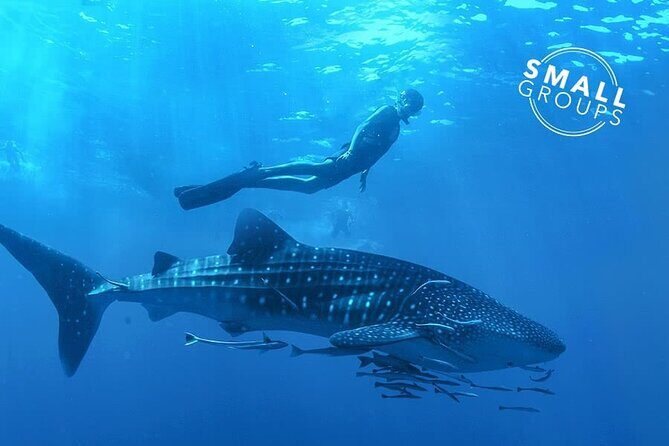 Espíritu Santo Island: snorkel SEA LIONS and Balandra Small Group - The Starting Point and Timing