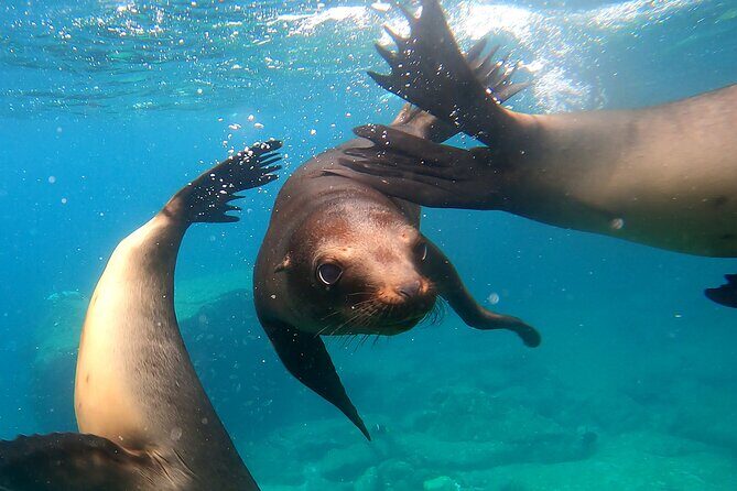 Espiritu Santo Island: Snorkel, Wildlife and Beach - Snorkeling and Wildlife