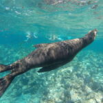 Espiritu Santo Snorkeling and Sea Lion Adventure - Final Thoughts