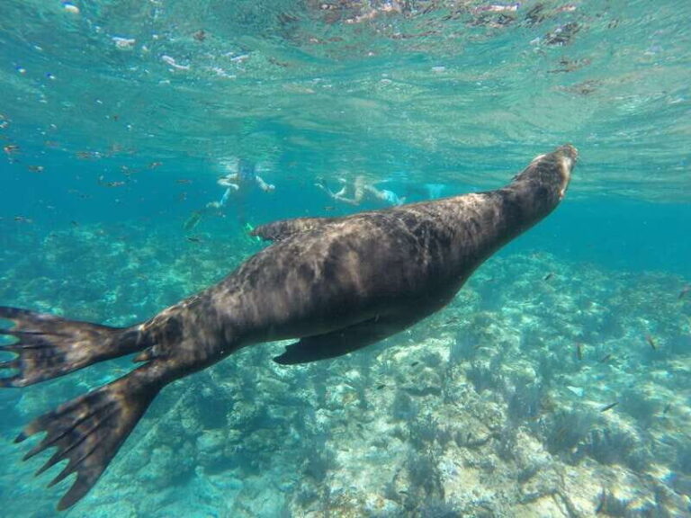Espiritu Santo Snorkeling and Sea Lion Adventure - Final Thoughts