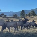 Estes Park: Guided Elk Rut Tour - Practical Details and Considerations