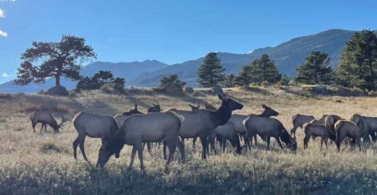 Estes Park: Guided Elk Rut Tour - Practical Details and Considerations