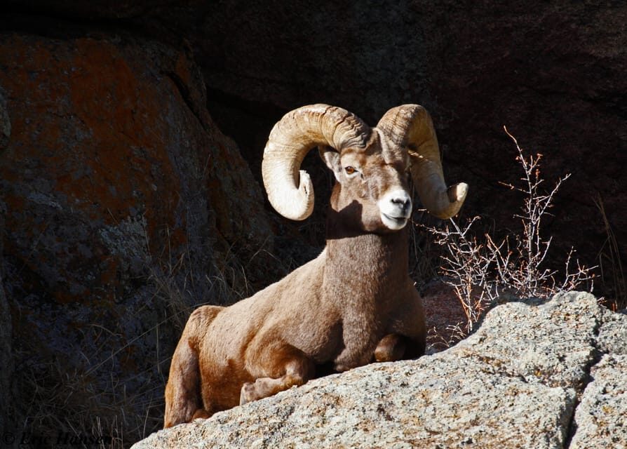 Estes Park: Rocky Mountain National Park Safari Tour - The Role of the Guide