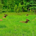 Evening Private Tour Best of Banff Wildlife - What to Expect from the Tour