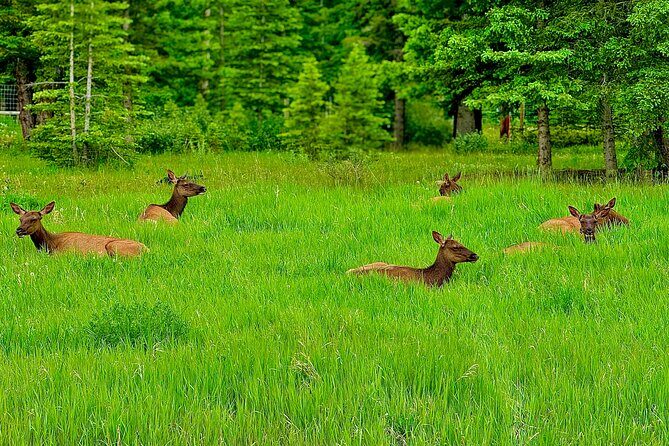 Evening Private Tour Best of Banff Wildlife - What to Expect from the Tour