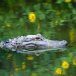 Everglades Airboat Safari Adventure with Transportation - The Itinerary and What You Can Expect