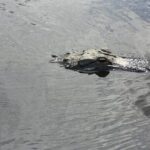 Everglades Airboat Tour from Fort Lauderdale with transportation - Analyzing the Value