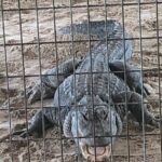 Everglades Alligator Airboat Adventure from Miami - What Do Past Travelers Say?