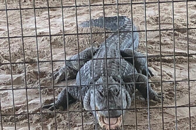 Everglades Alligator Airboat Adventure from Miami - What Do Past Travelers Say?