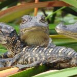 Everglades Day Safari from Fort Lauderdale - Real Traveler Insights