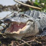 Everglades Day Safari from Sanibel, Fort Myers & Naples - The Practicalities: What You Should Know