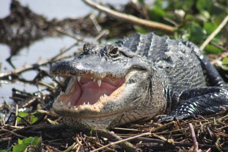 Everglades Day Safari from Sanibel, Fort Myers & Naples - The Practicalities: What You Should Know