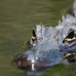Everglades: Everglades Alligators and Orchids Kayak Eco Tour - Who Is This Tour Best For?