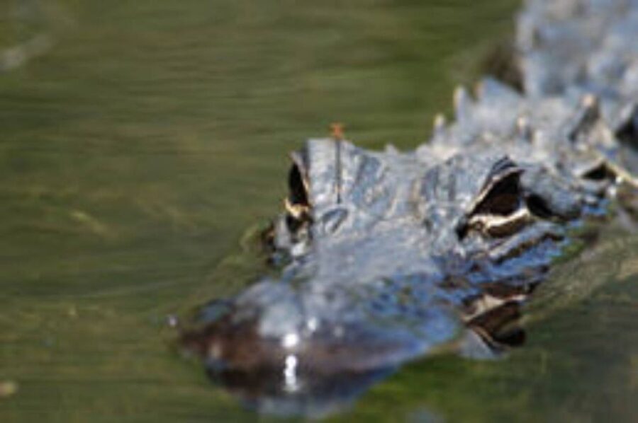 Everglades: Everglades Alligators and Orchids Kayak Eco Tour - Who Is This Tour Best For?