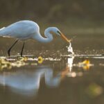 Everglades Explorer - Noosa Everglades Tour - The Itinerary in Detail