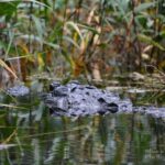 Everglades Kayak Safari Adventure Through Mangrove Tunnels - The Itinerary: What to Expect