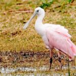 Everglades National Park Boat Tour - Value for Money