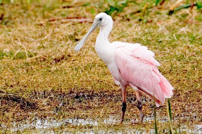Everglades National Park Boat Tour - Value for Money