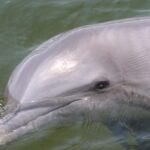 Everglades National Park: Pontoon Boat Tour & Boardwalk - What You’ll See and Hear